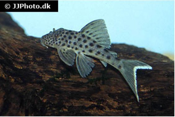 L 141 Ancistomus snethlageae = ook L 215